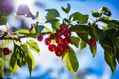Ripe red cherries hanging on a branch in summer sunlight