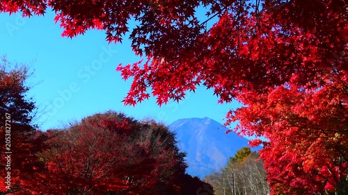 秋の紅葉越しに見る富士山