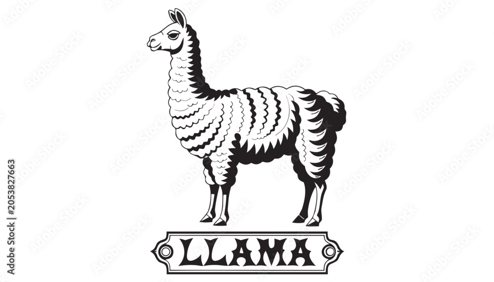 Fototapeta premium Very beautiful black-and-white engraved vector illustration featuring a LLAMA with detailed fur textures and a decorative breed label reading 