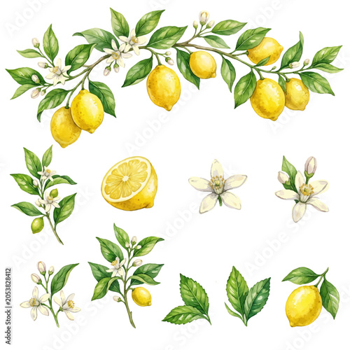 lemon tree branch with ripe lemons isolated on white background natural citrus fruit plant garden agriculture summer fresh organic