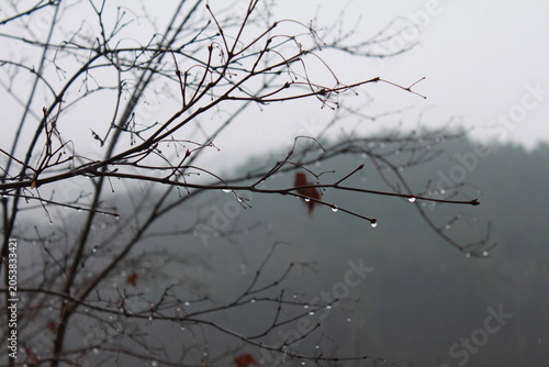 Quadro su tela Moody spring rain with fresh water drops clinging to a dry, leafless tree branch