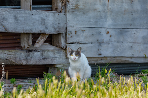 壊れた納屋に住む野良猫 北海道の農村風景