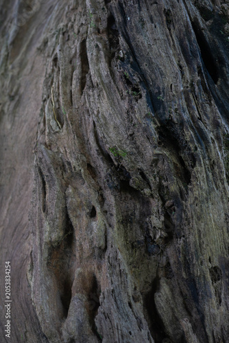 Dark Weathered Wood Grain Texture Background with Natural Organic Patterns