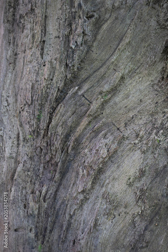 Dark Weathered Wood Grain Texture Background with Natural Organic Patterns