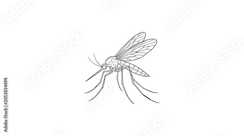 Obraz na płótnie Detailed Mosquito Illustration on White Background, Insect Drawing, Vector Art
