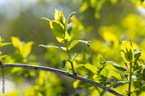 Green leaves of a shrub with bright yellow tips growing on a branch in a natural outdoor setting with blurred background foliage