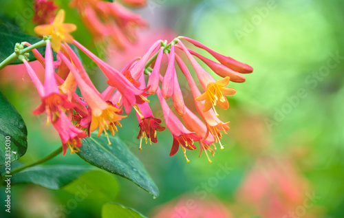 Quadro su tela 初夏の柔らかな光に包まれて咲く鮮やかなツキヌキニンドウの花 Vibrant coral honeysuckle flowers blooming in the