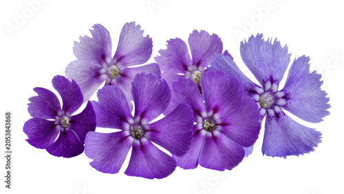 Bild auf Leinwand Purple and violet flowers with fringed petals