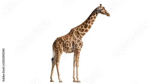 Photography Giraffe with distinctive brown and white patterned coat standing tall