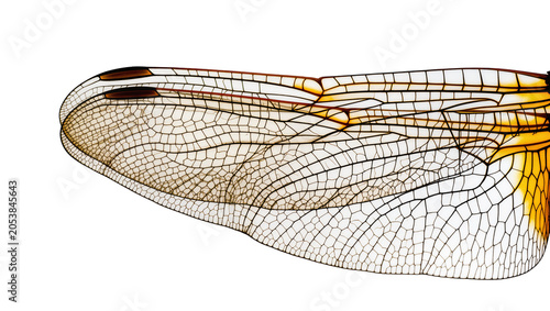 Fotografija Dragonfly wing close-up with intricate vein pattern and amber coloration