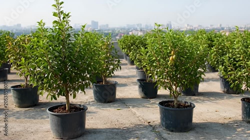 Rows of potted green plants outdoors under daylight for commercial purposes
