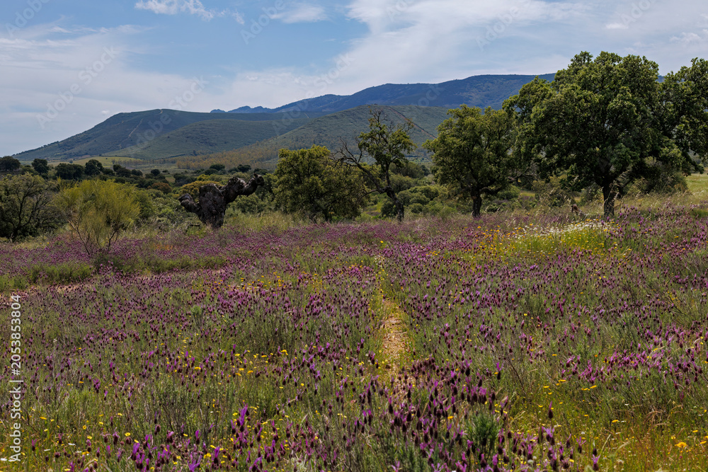 Obraz premium Mediterranean forest landscape and mountains in Carrascalejo, Caceres, Spain.