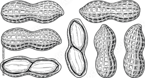 Bild auf Leinwand Vintage monochrome peanut vector illustration set with detailed textured whole s