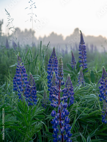 A blooming lupine flower. Lupin, a field of lupines with pink purple and blue flowers. Bouquet of lupine on the background of summer flowers. Lupin field. Purple spring and summer flower