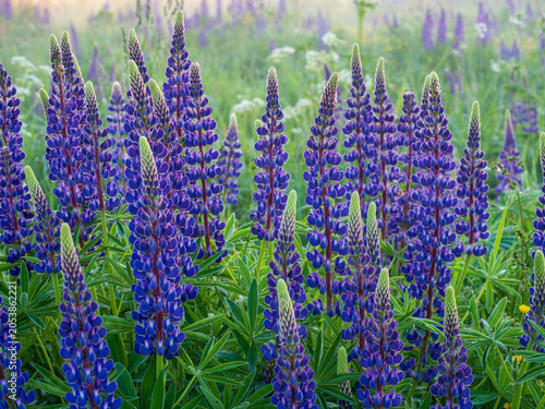A blooming lupine flower. Lupin, a field of lupines with pink purple and blue flowers. Bouquet of lupine on the background of summer flowers. Lupin field. Purple spring and summer flower