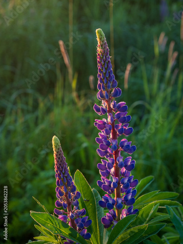 A blooming lupine flower. Lupin, a field of lupines with pink purple and blue flowers. Bouquet of lupine on the background of summer flowers. Lupin field. Purple spring and summer flower