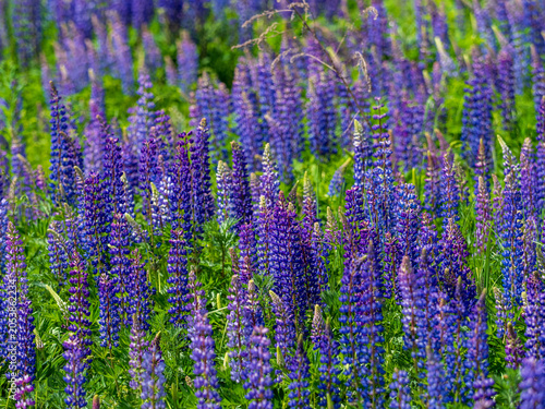 A blooming lupine flower. Lupin, a field of lupines with pink purple and blue flowers. Bouquet of lupine on the background of summer flowers. Lupin field. Purple spring and summer flower