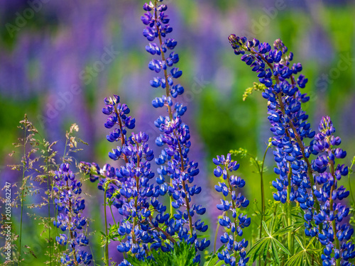A blooming lupine flower. Lupin, a field of lupines with pink purple and blue flowers. Bouquet of lupine on the background of summer flowers. Lupin field. Purple spring and summer flower