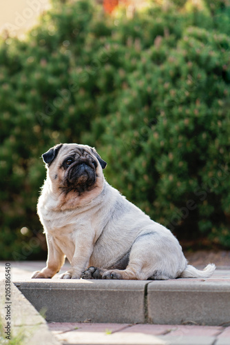 Fotografia A female pug dog sits on steps in a park against a backdrop of decorative plants
