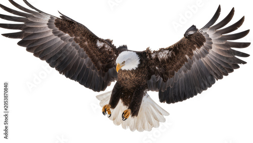 Tableau sur toile Bald eagle with wings spread wide, descending