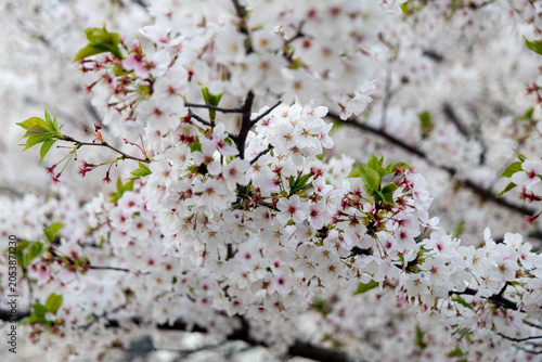 Beautiful Cherry Blossom blooming tree in the Osaka Castle park, Osaka. Japan