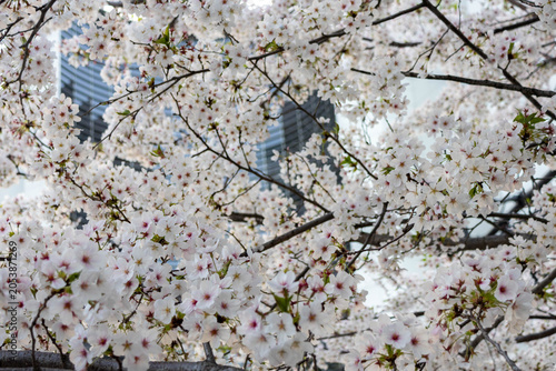 Beautiful Cherry Blossom blooming tree in the Osaka Castle park, Osaka. Japan