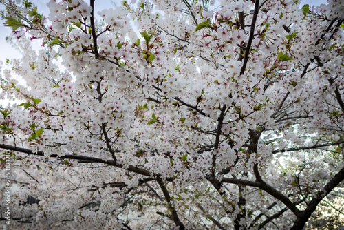 Beautiful Cherry Blossom blooming tree in the Osaka Castle park, Osaka. Japan