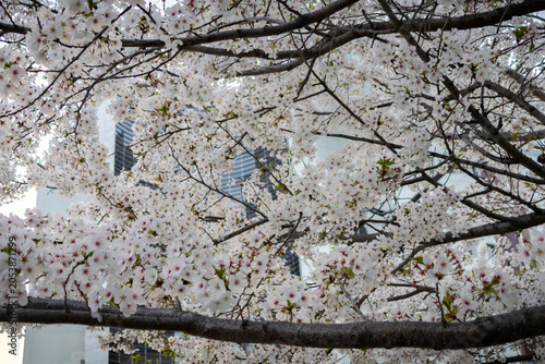 Beautiful Cherry Blossom blooming tree in the Osaka Castle park, Osaka. Japan