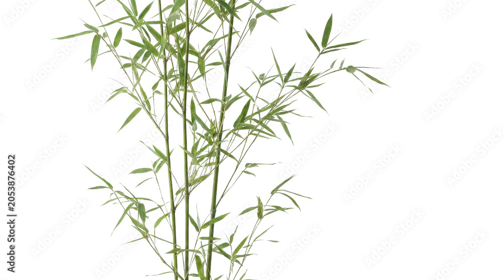 Fototapeta premium Minimalist bamboo plant with geometric background, pattern green leaves thin, Isolated On White Background, Png Transparent
