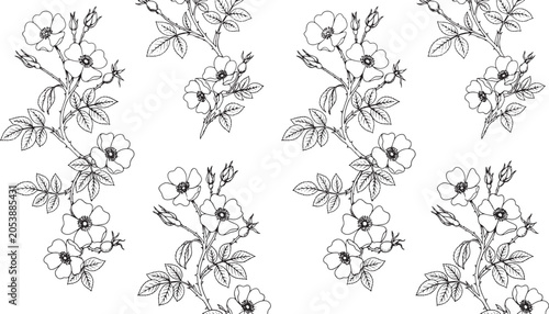 Fotografie Wild rose stripe seamless pattern botanical line art vector