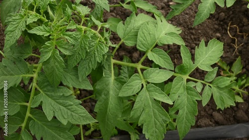 Green tomato Solanum lycopersicum leaves swaying in wind close up. Lush organic vegetable foliage with automated drip irrigation hose, agricultural plant cultivation on dark soil.