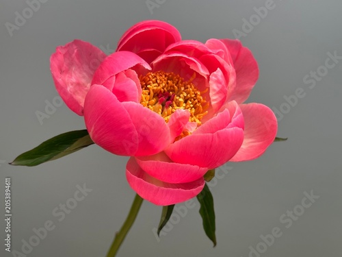 Foto Fresh peony flower coral charm