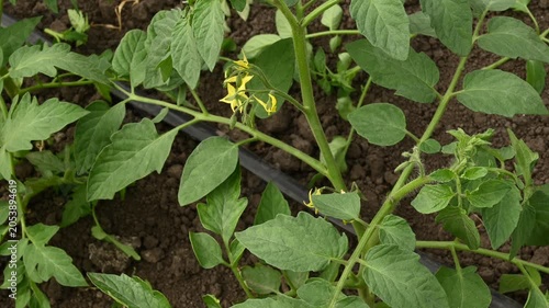 Young green tomato plant with yellow flowers blooming and swaying in the wind close up. Cultivating Solanum lycopersicum vegetable crop in organic garden bed with an automatic drip irrigation system.