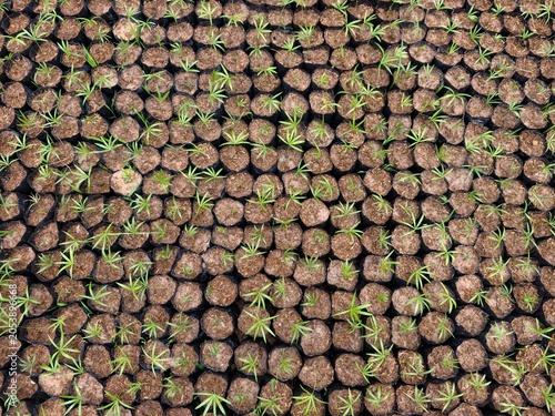 Bild auf Leinwand Calameae is a wild plant in the palm family that is popularly used in many ways, especially in weaving various utensils