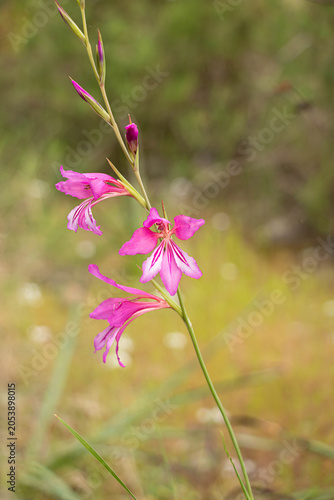 Canvas Print Wild gladiolus (Gladiolus illyricus) wildflower with vibrant pink flower blooms in a natural meadow
