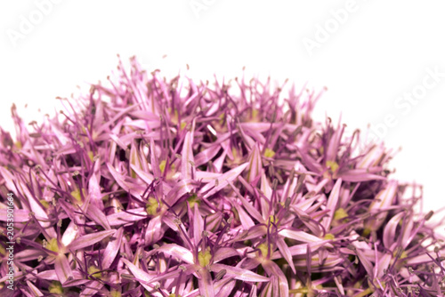 Φωτογραφία Stunning purple Allium Globemaster flower head floral on white background