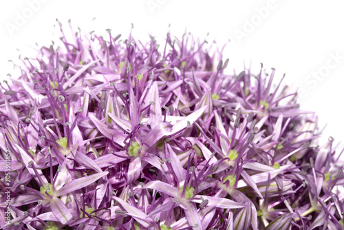 Obraz na plátne Stunning purple Allium Globemaster flower head floral on white background