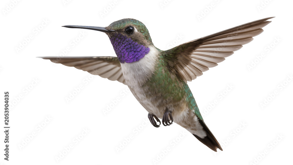 Obraz premium Hummingbird with iridescent purple throat in flight