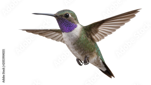 Fotografija Hummingbird with iridescent purple throat in flight