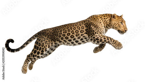 Foto Leopard mid-air jump with spotted fur and curled tail