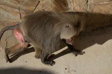 Baboon, Zoo, Grooming: A baboon in a zoo setting grooms itself.