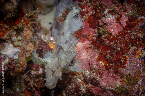 Foto Leaf scorpion fish @ Komodo, Indonesia