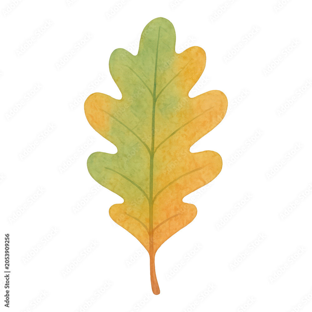 Obraz premium PNG Colorful watercolor oak leaf illustration.