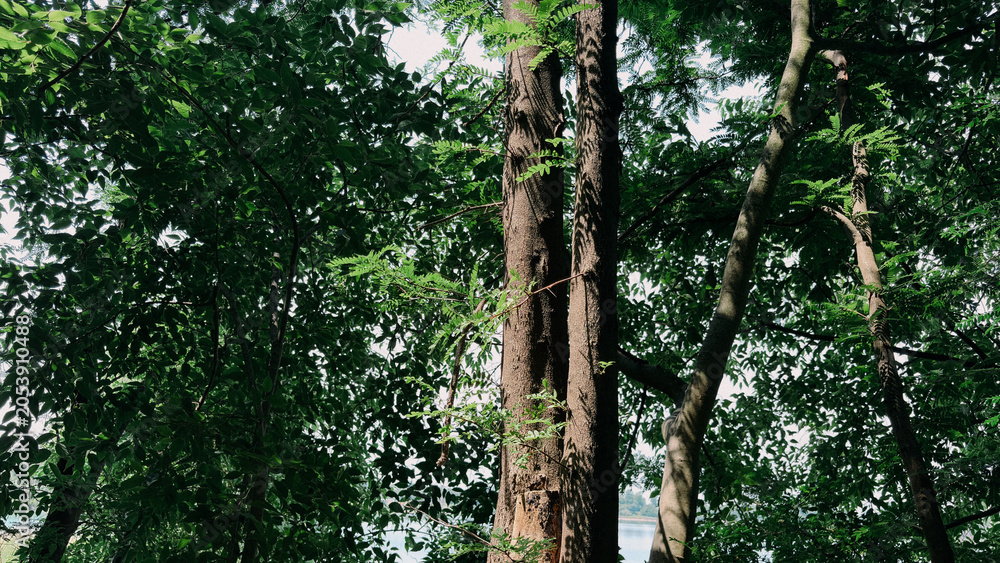 Fototapeta premium Close-up of rugged tree trunks surrounded by lush green forest foliage