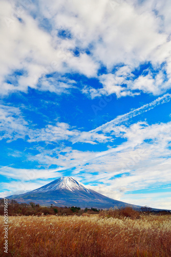 ススキ越しに見る朝霧の富士山