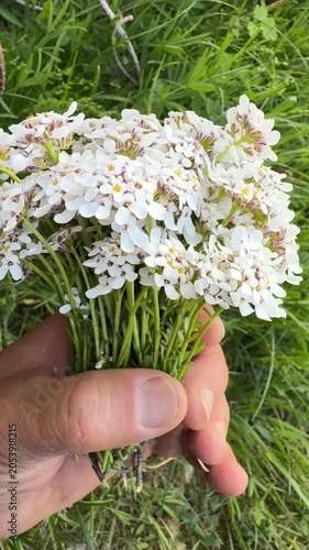 Holding a Beautiful Bouquet of Fresh White Iberis (Candytuft) Flowers in Hands