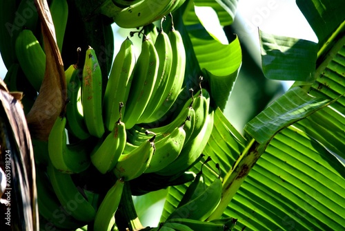 Fotografie Manfaat pisang ijo (terutama yang merujuk pada buah pisang hijau mentah) sangat baik untuk pencernaan, mengontrol gula darah, dan membantu diet