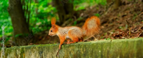 Panel kuchenny z motywem Red squirrel jumping or climbing down mossy concrete edge. Dynamic wildlife action and natural forest environment concept.