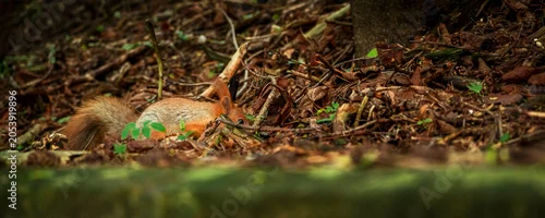 Panel kuchenny z motywem Cute red squirrel foraging among dry brown autumn leaves on ground. Wildlife camouflage and animal survival concept.