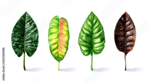 Four watercolor illustrations display tropical foliage depicting different stages of plant health and variegation